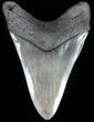 Large, Fossil Megalodon Tooth - Georgia #56349-2